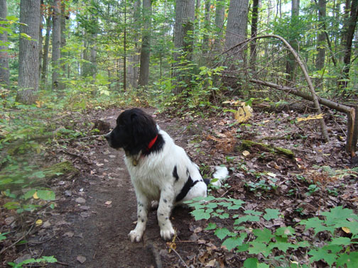 Memphis in the Enchanted Mushroom Forest