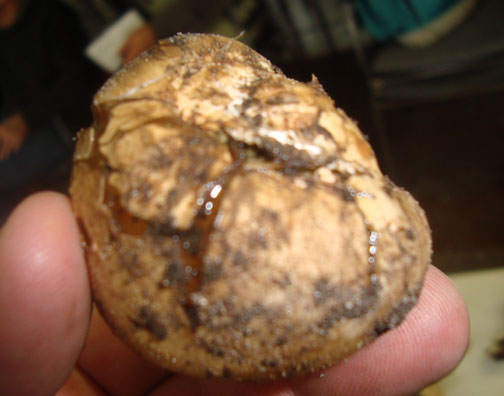 Stinkhorn: egg stage 