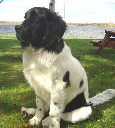 DSC01548 Memphis at Pigeon Lake