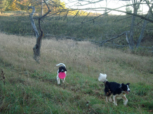 Memphis and Scout