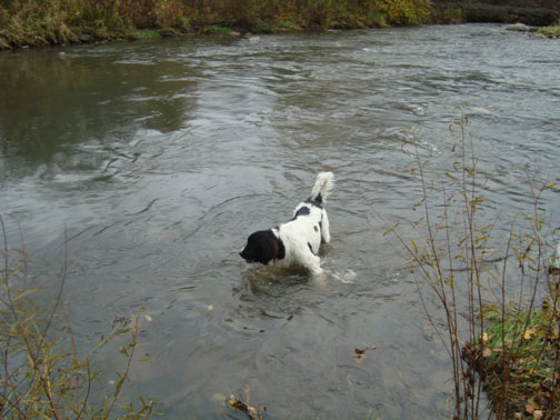In the Swollen Creek