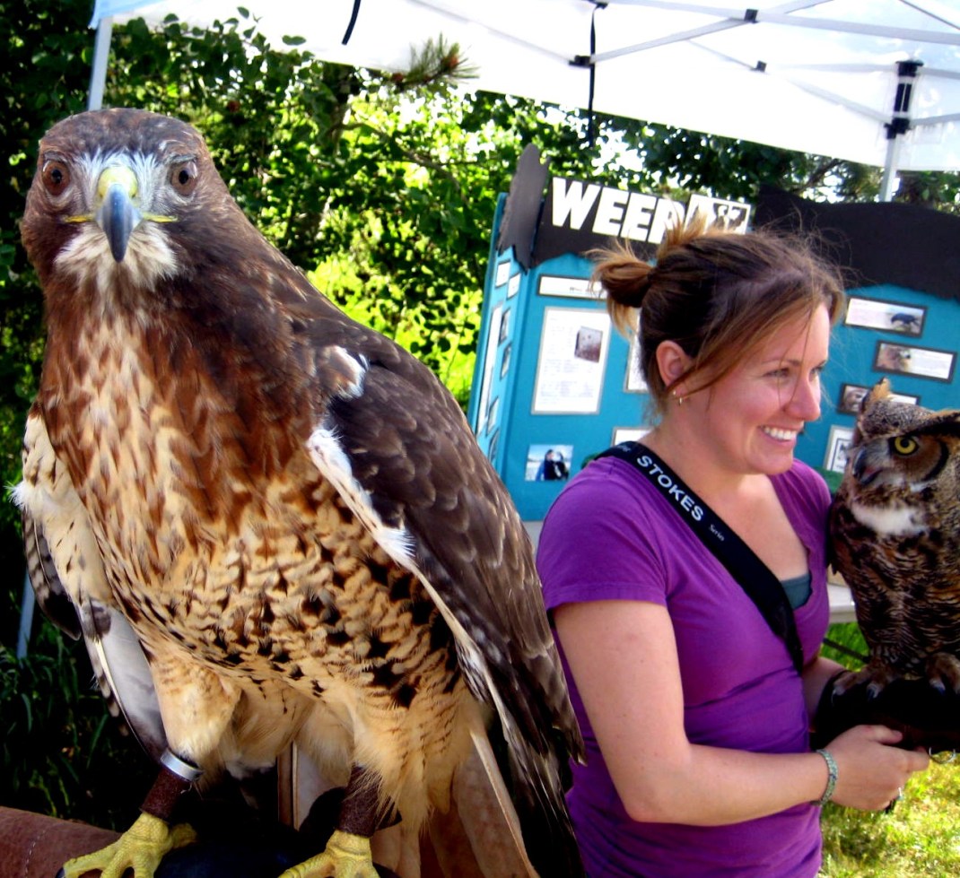 Red tailled Hawk and a Great horned Owl