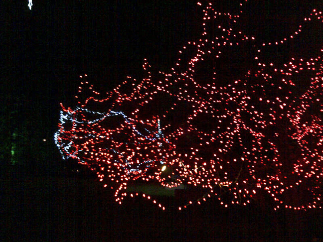 Brant-20121215-00458