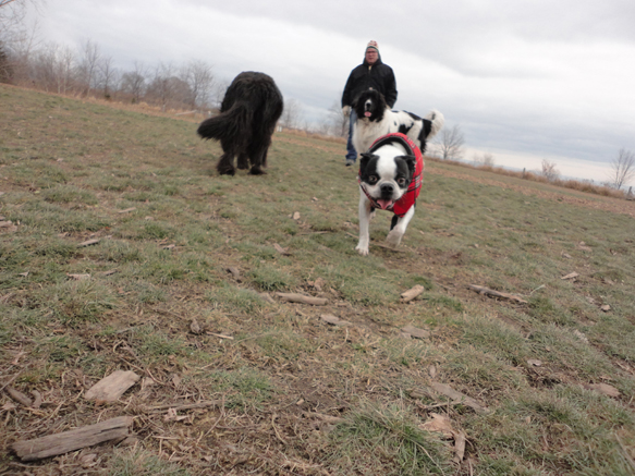 Memphis and Ellie Mae make a little friend