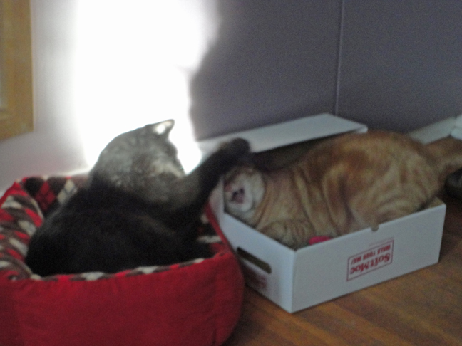 Shadow and Jack Shadbolt mix it up