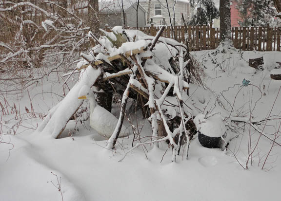 This goose forgot to fly south