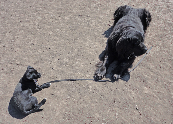 Ellie Mae makes friends