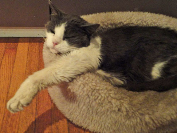 Jerry, the best cat you'll ever meet