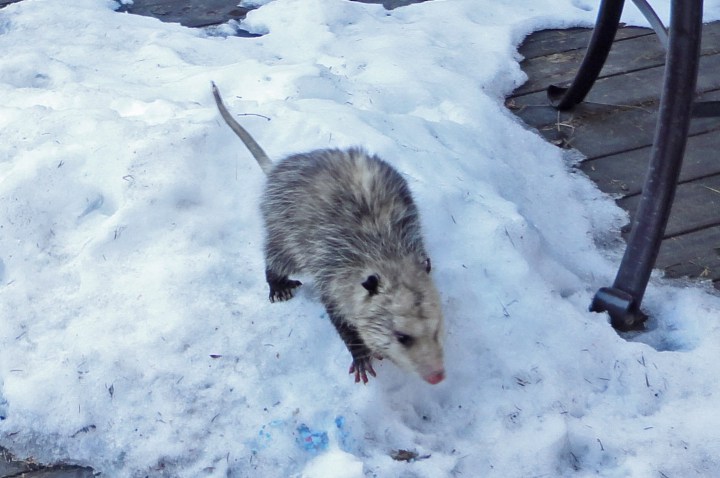 Possum on deck