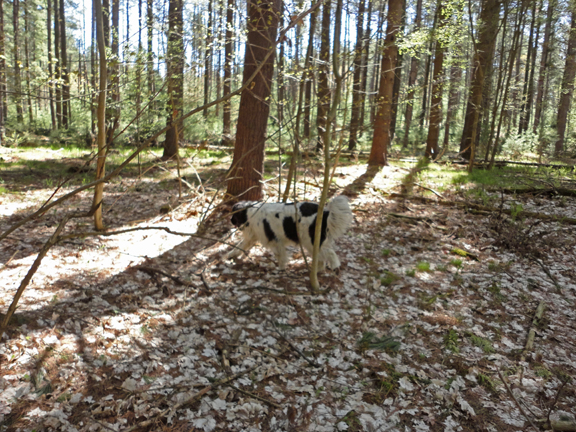 Memphis enjoys the woods