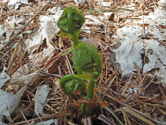 Fiddleheads