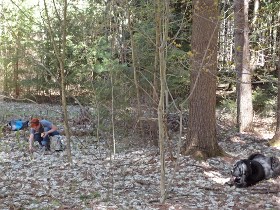 Tiffanie picks fiddleheads with Ellie Mae looking on