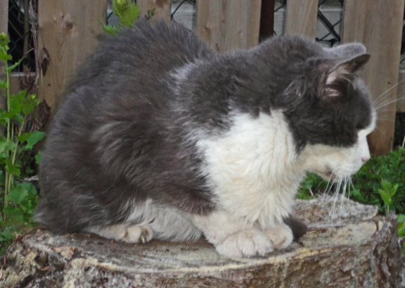 Best cat you'll ever meet