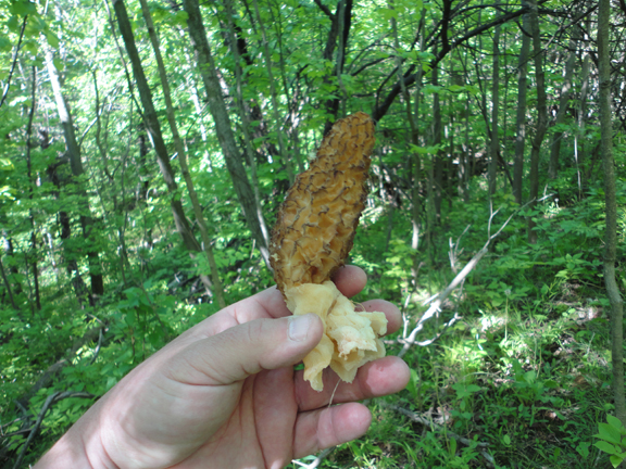 Yellow Morel