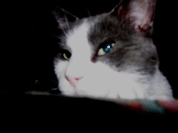 OLYMPUS DIGITAL CAMERA