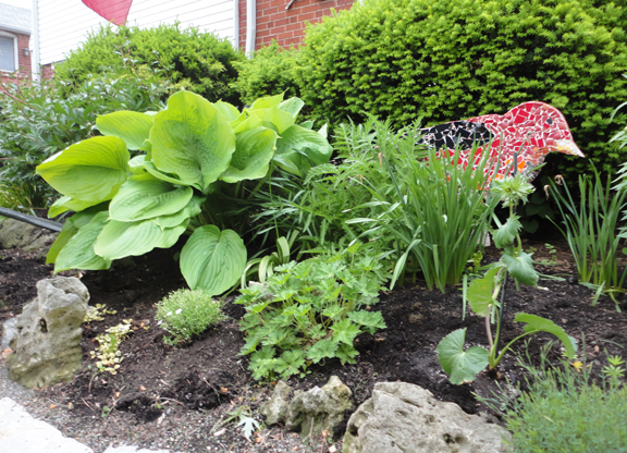 There's a Scarlet Tanager in the garden