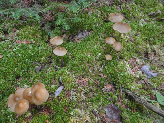 Unidentified mushrooms