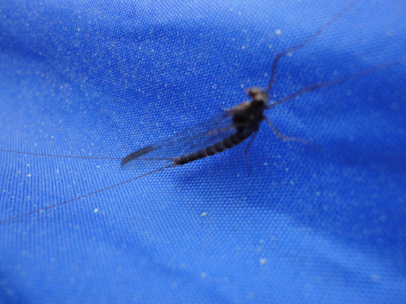 Stenonema vicarium? The March Brown or the Gray Fox