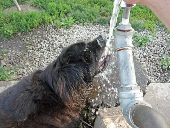 Ellie Mae quenches her thirst