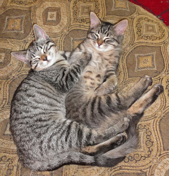 Gracie & Phyllis