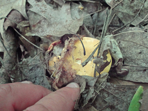Chanterelle hiding in the leaves