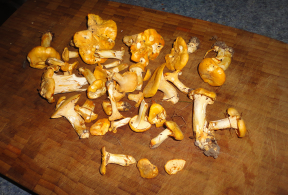 hypothetical chanterelles