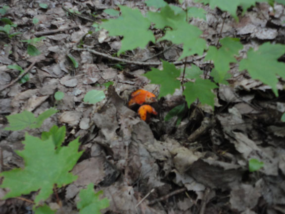 lobster in the woods