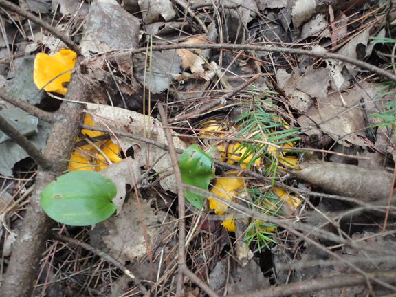 chanterelles