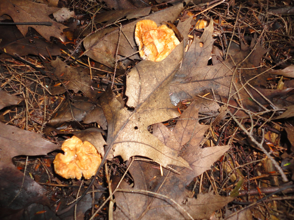 Hedgehogs in the woods