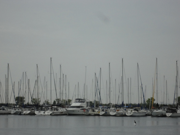 Double-crested Cormorant
