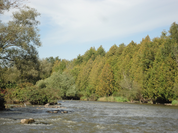 Find the Great Blue Heron