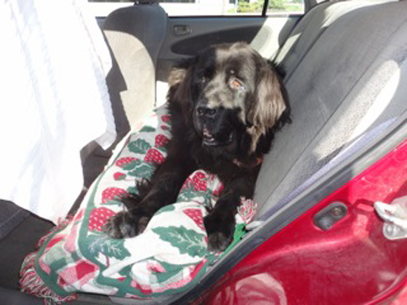 Ellie Mae on her way to the emerg this morning