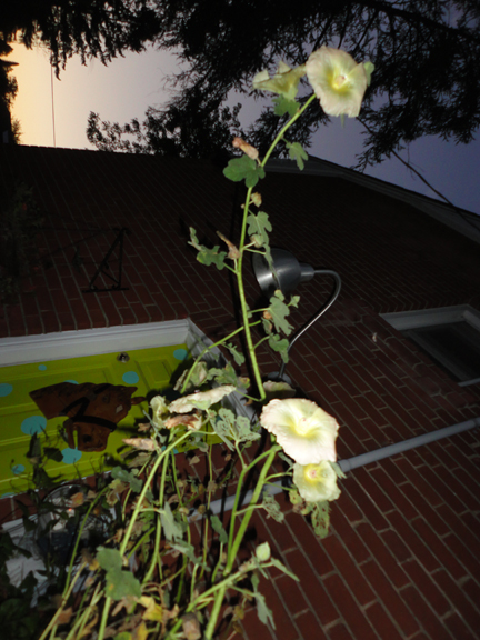 October hollyhocks