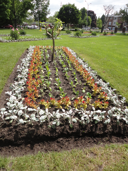 Cornell-Campbell farm June 2014 front gardens maintained by the city. The most formal gardens of the day were these ones found on the farm. Not quite Versailles - but hey - we're in Scarborough today.