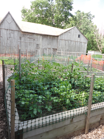 The city rents out these community garden plots on the farm!  Veggies and plants were in full swing.  The fencing is there to keep out the Cornell-Campbell ground hog family.