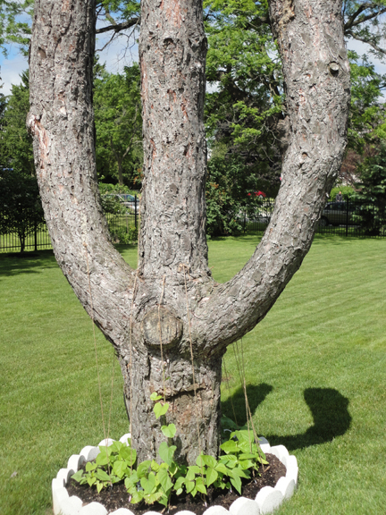 Gardener's and their vines!