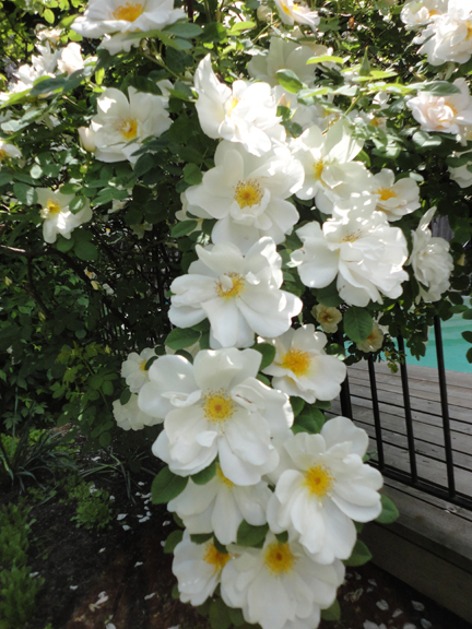 Climbing roses - someone yelled out - Gardenias?, the fragrance of these roses...summer...spectacular madness...makes me want to grow roses...