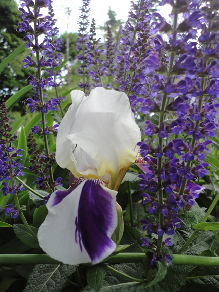 Salvia and bearded Iris.   Like the Harlequin Maple tree, I'd never seen an Iris quite as crazy as this one. Flower power to the max. 
