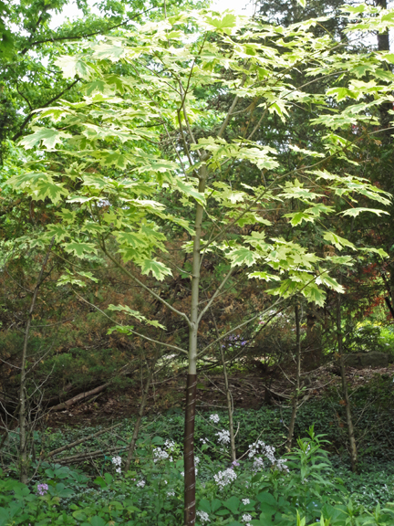 Have you ever seen a Harlequin Maple tree? This was a first for me.