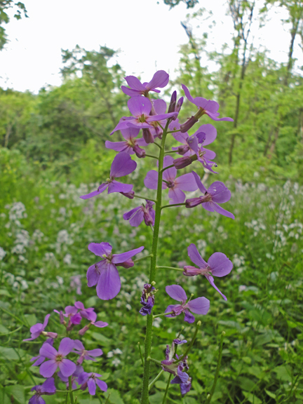 Pausing to focus on one of a billion wild flocks in this ravine....