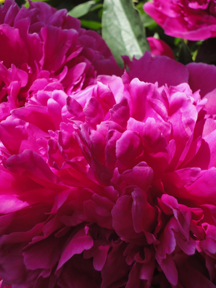BlazingPeonies