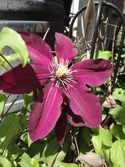 Clematis were in full bloom in the gardens I saw. This one was found in a Whitby garden.