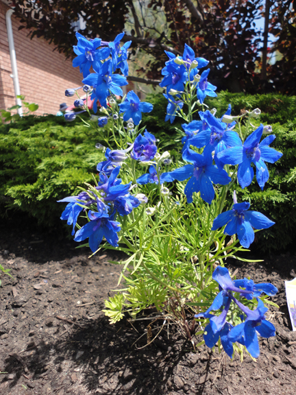 Delphiniums!
