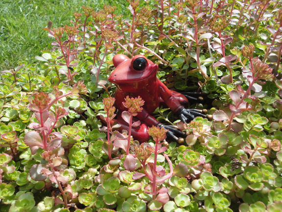 Sedum Frog! 
