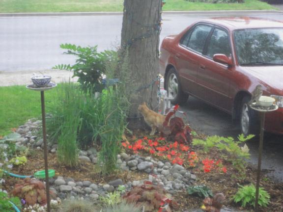 Taken seconds after Jack Shadbolt chased a squirrel up the tree.  Good morning from Longbranch, Ontario!