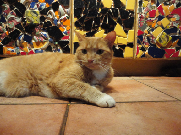 Jacques in the kitchen this morning, after his 6:00am rounds in the hood