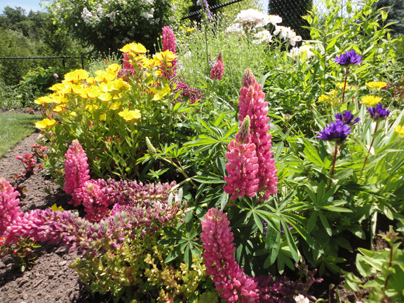 Blooming fun times. Great time of year to enjoy the shapes and colours popping up in local gardens. Thanks again to all of the homeowners, gardeners, volunteers, musicians, artists and artisans that came together June 21st to support a great cause in the 15th Annual Artists in the Garden.