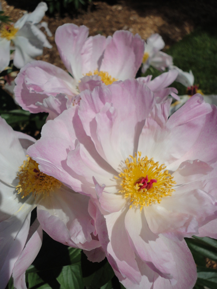 The peonies were blazing in the gardens of homeowners that participated in the 15th Annual Artists in the Garden Tour. 