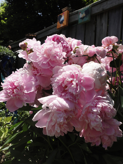 PeonyCluster