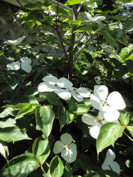 Another first - seeing a Venus dogwood tree in bloom in the Lee's garden (Oshawa Ont.) as part of the 15th Annual Artists in the Garden Tour.